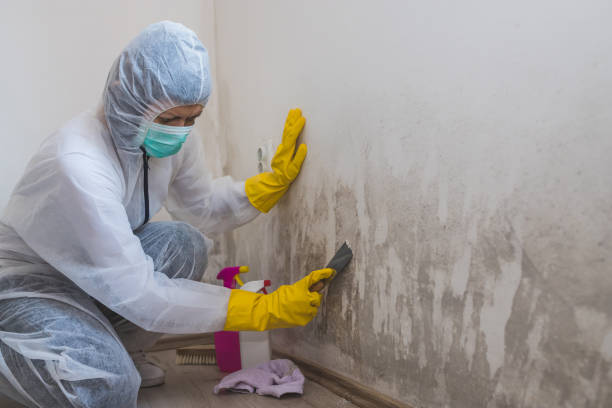 Best Crawl Space Mold Remediation  in Paramount, CA