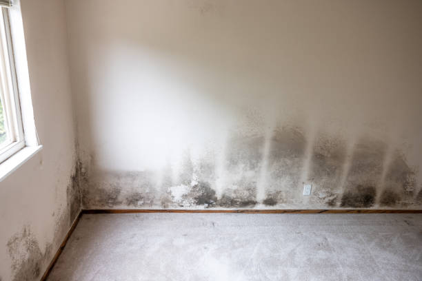  Paramount, CA Mold Removal Pros